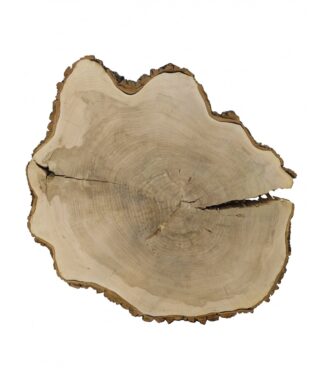 Plaster Drewna Topoli dł. 175/ szer. max. 150/ gr. 12 cm